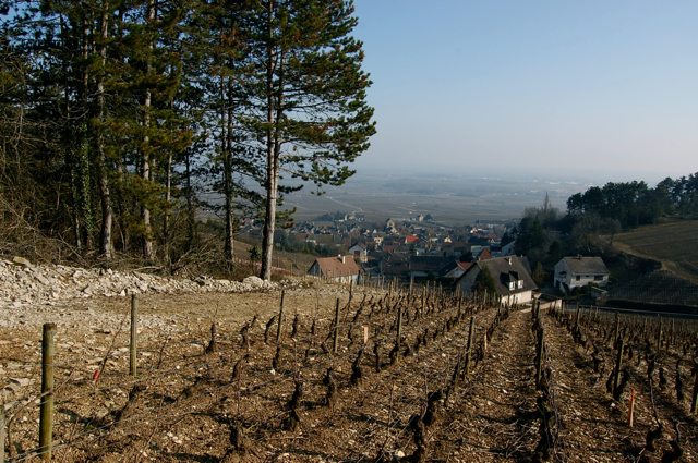 Le vignoble de Volnay : entre 50 et 90 % de perte suite à la grêle du 28 juin