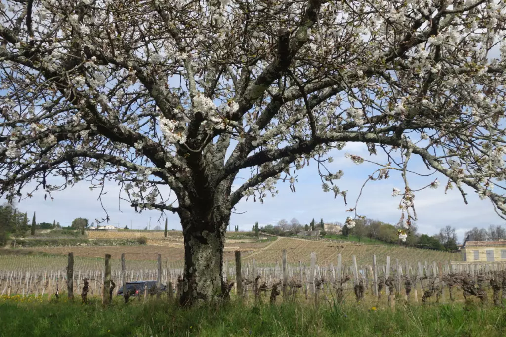 La côte de Tertre Roteboeuf