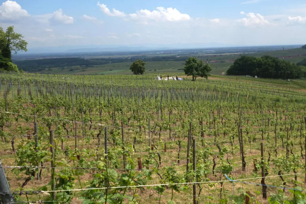 le Muenchberg, "suspendu aux racines du ciel"