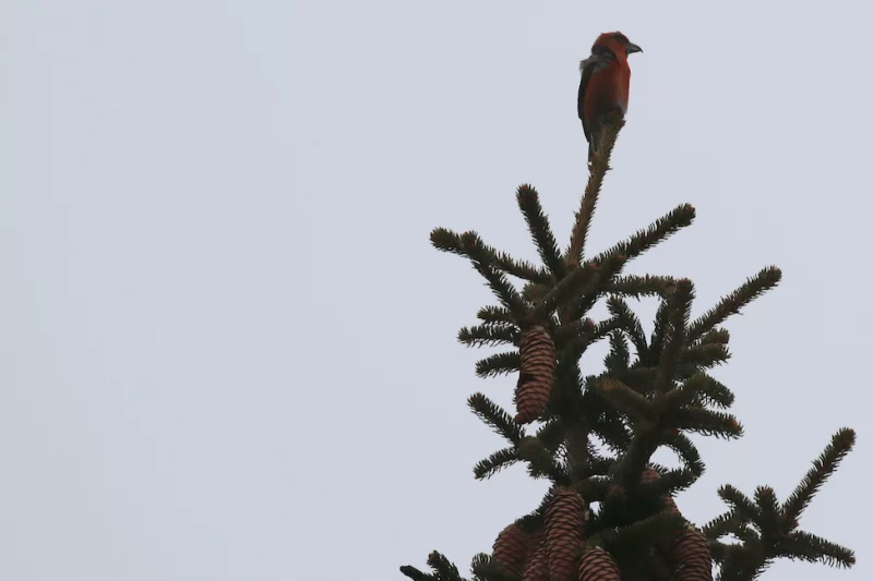 Le bec croisé, le pif content, sur son midnight à moitié vert (Léo Ferré) Photo : Gentizon des oiseaux