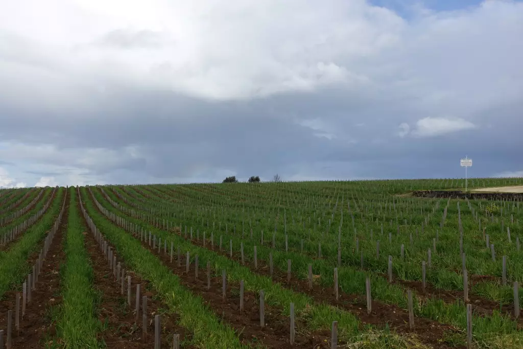 Saint-Emilion