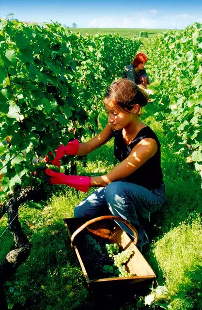 Le vin d’hier et de toujours !