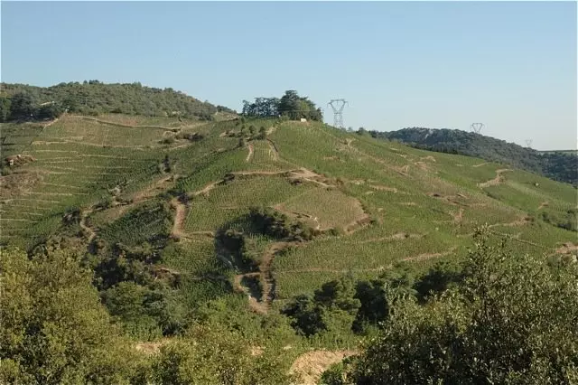 Cornas : un grand terroir historique à redécouvrir.